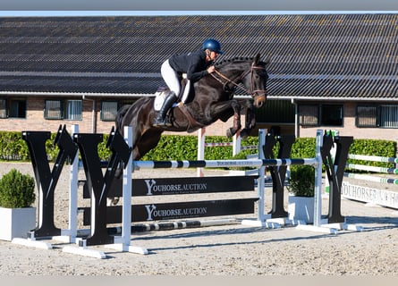 Oldenburg, Giumenta, 5 Anni, 174 cm, Baio nero
