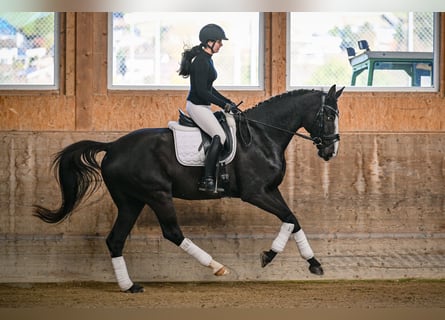 Oldenburg, Giumenta, 5 Anni, 174 cm, Baio scuro