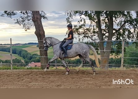 Oldenburg, Giumenta, 5 Anni, 174 cm, Grigio