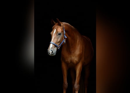 Oldenburg, Giumenta, 5 Anni, 178 cm, Sauro