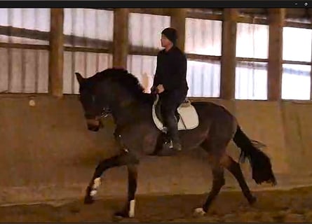 Oldenburg, Giumenta, 5 Anni, 184 cm, Baio scuro