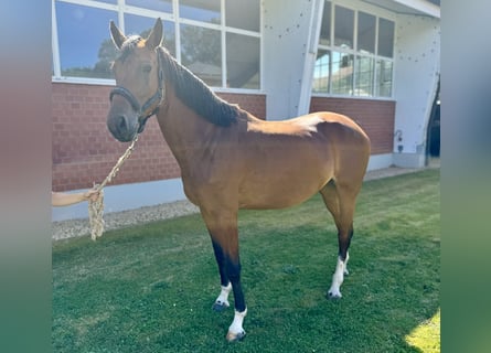 Oldenburg, Giumenta, 5 Anni, Baio