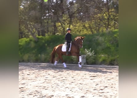 Oldenburg, Giumenta, 6 Anni, 158 cm, Sauro