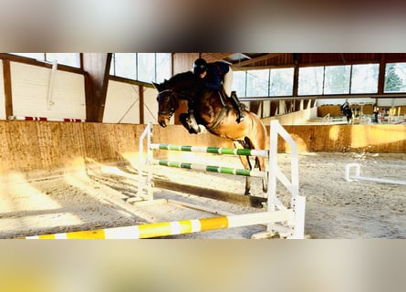 Oldenburg, Giumenta, 6 Anni, 163 cm, Baio scuro