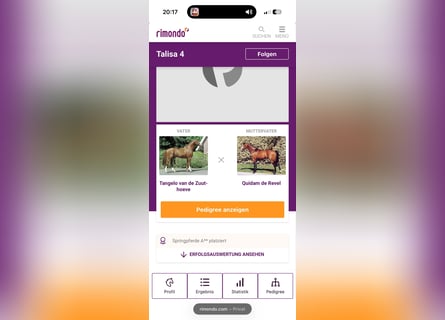 Oldenburg, Giumenta, 6 Anni, 165 cm, Sauro