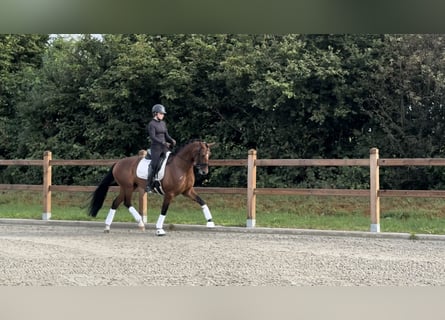 Oldenburg, Giumenta, 6 Anni, 166 cm, Baio