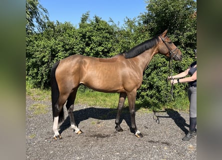 Oldenburg, Giumenta, 6 Anni, 166 cm, Baio