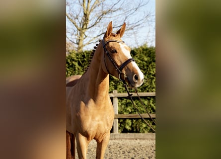Oldenburg, Giumenta, 6 Anni, 166 cm, Sauro