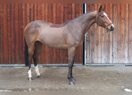 Oldenburg, Giumenta, 6 Anni, 168 cm, Baio