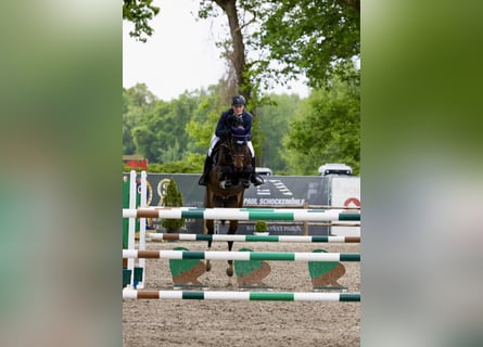Oldenburg, Giumenta, 6 Anni, 168 cm, Baio