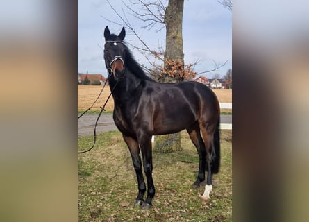 Oldenburg, Giumenta, 6 Anni, 168 cm, Baio scuro