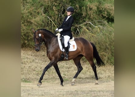 Oldenburg, Giumenta, 6 Anni, 169 cm, Baio