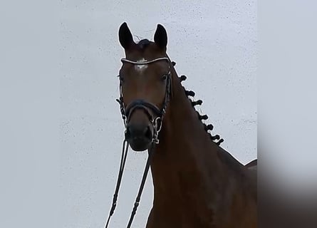 Oldenburg, Giumenta, 6 Anni, 169 cm, Baio