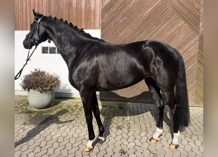 Oldenburg, Giumenta, 6 Anni, 169 cm, Morello