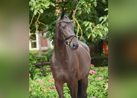 Oldenburg, Giumenta, 6 Anni, 170 cm, Morello