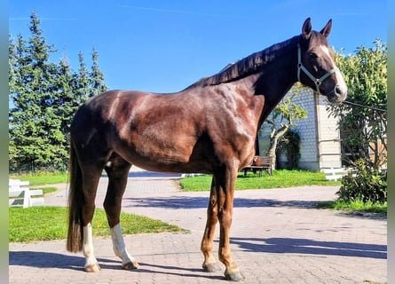 Oldenburg, Giumenta, 6 Anni, 170 cm, Sauro scuro