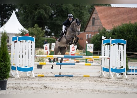 Oldenburg, Giumenta, 6 Anni, 171 cm, Grigio