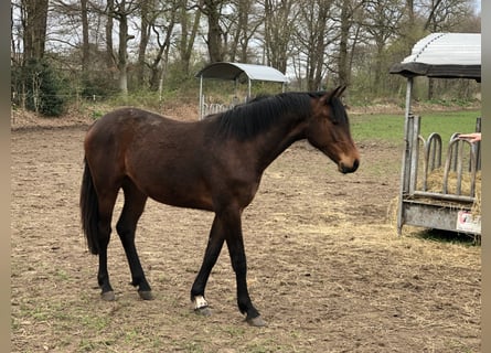 Oldenburg, Giumenta, 6 Anni, Baio