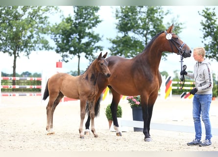 Oldenburg, Giumenta, 6 Anni, Baio scuro