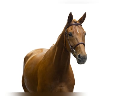 Oldenburg, Giumenta, 7 Anni, 160 cm, Sauro