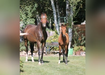 Oldenburg, Giumenta, 7 Anni, 164 cm, Baio