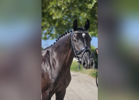 Oldenburg, Giumenta, 7 Anni, 165 cm, Morello