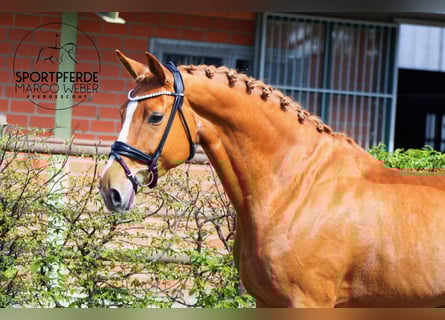 Oldenburg, Giumenta, 7 Anni, 165 cm, Sauro