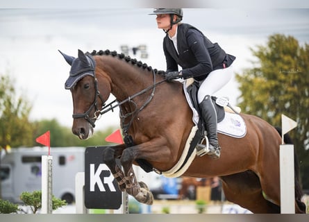 Oldenburg, Giumenta, 7 Anni, 169 cm, Baio scuro