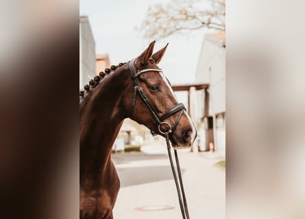 Oldenburg, Giumenta, 7 Anni, 169 cm, Sauro scuro