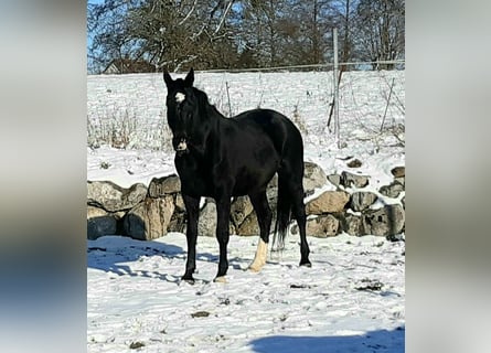 Oldenburg, Giumenta, 7 Anni, 170 cm, Morello