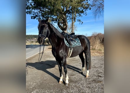 Oldenburg, Giumenta, 7 Anni, 170 cm, Morello