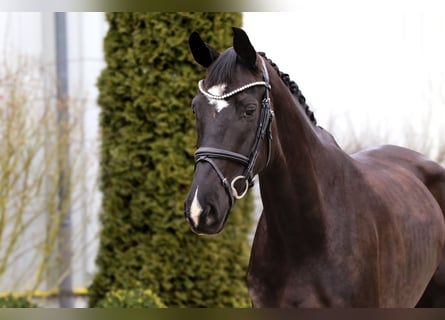 Oldenburg, Giumenta, 7 Anni, 171 cm, Morello