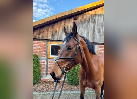 Oldenburg, Giumenta, 7 Anni, 172 cm, Baio