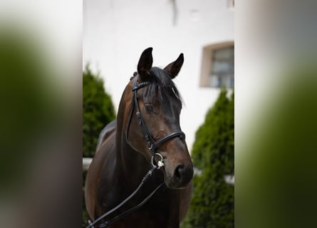 Oldenburg, Giumenta, 7 Anni, 172 cm, Baio scuro