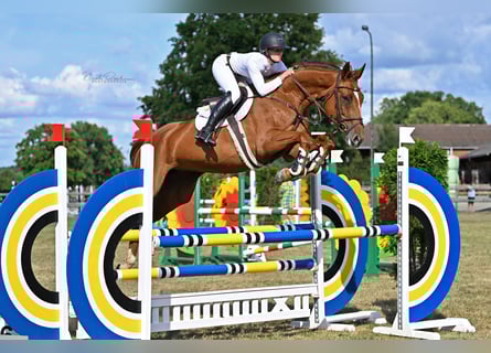 Oldenburg, Giumenta, 7 Anni, 172 cm, Sauro