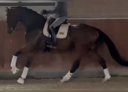 Oldenburg, Giumenta, 7 Anni, 178 cm, Baio