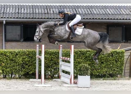 Oldenburg, Giumenta, 7 Anni, Grullo