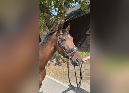 Oldenburg, Giumenta, 8 Anni, 160 cm, Baio