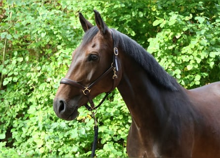 Oldenburg, Giumenta, 8 Anni, 163 cm, Baio scuro