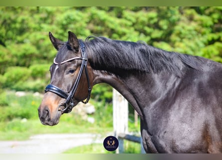 Oldenburg, Giumenta, 8 Anni, 165 cm, Baio nero