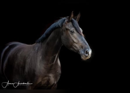 Oldenburg, Giumenta, 8 Anni, 165 cm, Morello