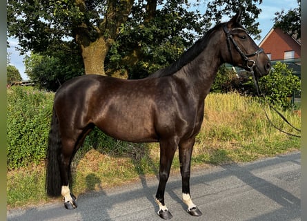 Oldenburg, Giumenta, 8 Anni, 166 cm, Baio nero