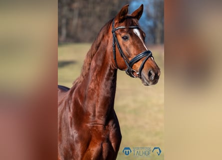 Oldenburg, Giumenta, 8 Anni, 166 cm, Sauro scuro