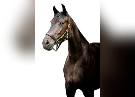 Oldenburg, Giumenta, 8 Anni, 167 cm, Baio nero