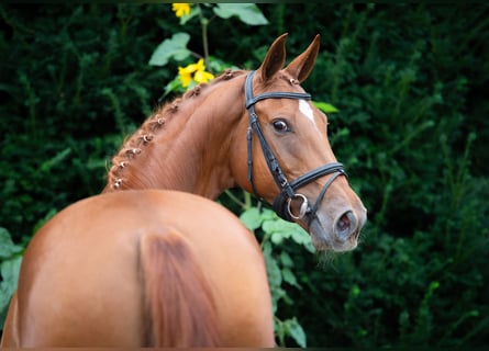 Oldenburg, Giumenta, 8 Anni, 167 cm, Sauro