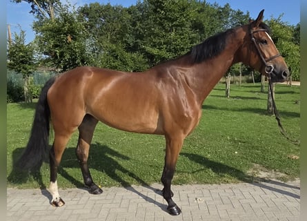 Oldenburg, Giumenta, 8 Anni, 170 cm, Baio