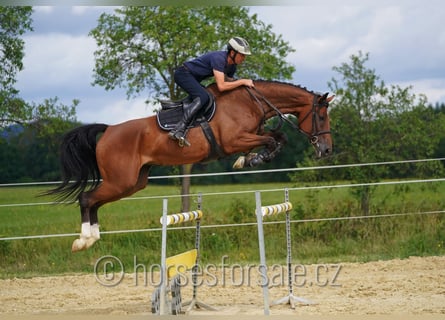 Oldenburg, Giumenta, 8 Anni, 171 cm, Baio