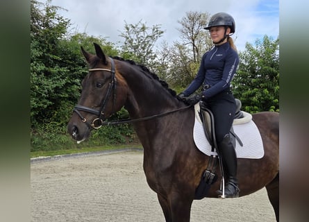 Oldenburg, Giumenta, 8 Anni, 172 cm, Baio nero