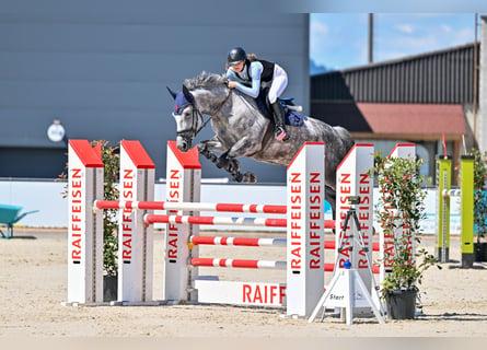 Oldenburg, Giumenta, 8 Anni, 172 cm, Grigio