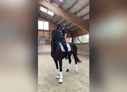 Oldenburg, Giumenta, 8 Anni, 175 cm, Morello